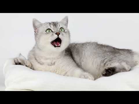 The Mysterious World of Cats: Their History and Legends | The Nisa Cats 🐾 Funny & Cute Cat Videos