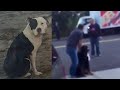 Man Fatally Shoots Pit Bull During Attack