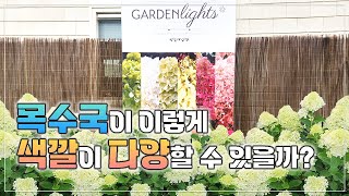 수국에 평생을 바친 남자가 만든 가든라이트 시리즈, 드디어 한국에 상륙!