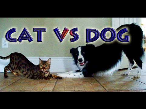 Desafío de trucos Gato vs Perro