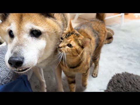 youtube-動物記事1970/01/01 09:00:00