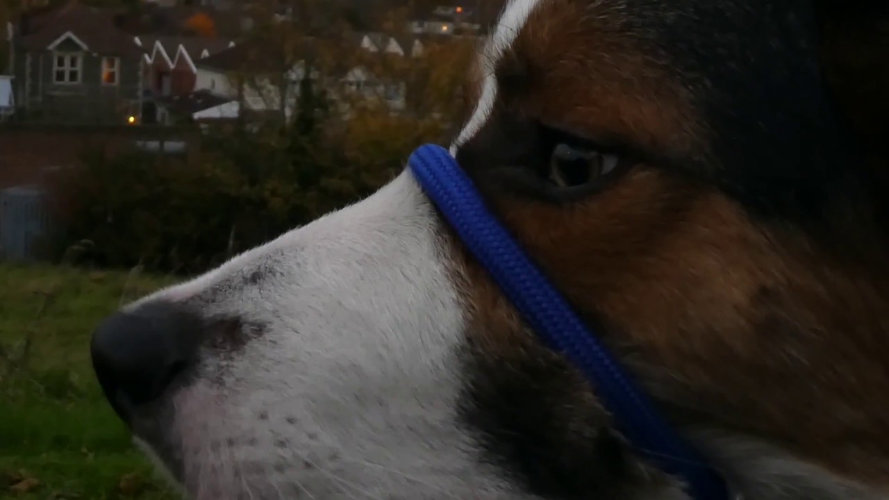 Watch video Figure of 8 Lead | First Impressions! 🐾 Now Figure of 8 Lead | First Impressions! 🐾