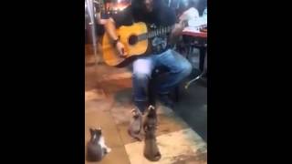KITTENS LISTENING TO THE BUSKER CUTE!!
