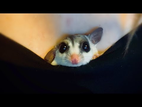 Bonding With Your Sugar Glider  | Casual Chat