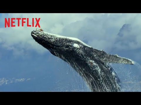 O Nosso Planeta | Trailer oficial (versão longa) [HD] | Netflix