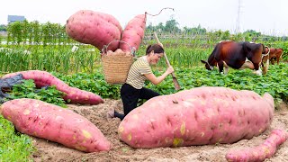 Harvest Red Sweet Potatoes - Make Delicious And Attractive Sweet Potato Fries Goess to market sell