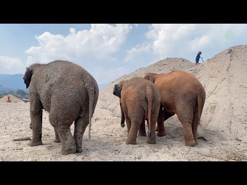 Watch Reaction Of Elephants When Their Favorite Person Disappears From The Sand Hill - ElephantNews