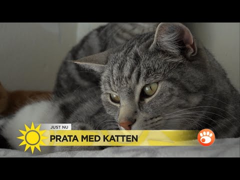 , title : 'Lär dig katternas hemliga språk: ”Kurr betyder tack”  - Nyhetsmorgon (TV4)'