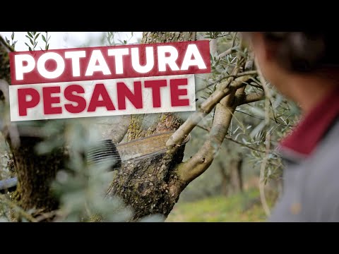 Corrective pruning of the olive tree, to make it PRODUCTIVE