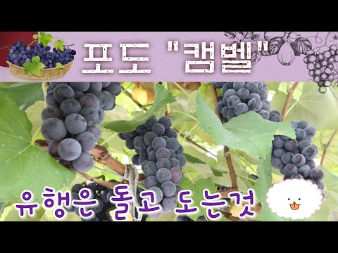 숙기 8월 초 포도 캠벨 / 달콤한 포도 / 충북농원