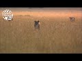 Lions Take Down Wildebeest