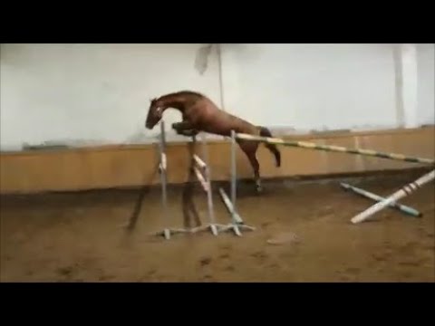 MECKLEMBURG 2014 CONTHARGOS/CONVERTER/CARTHAGO/CARTOGRAN/VOLTAIRE