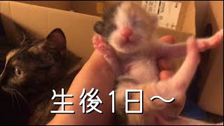 [妊娠した野良猫がうちで子供を産んじゃった]#3 翌朝～ロフトから赤ちゃんが落ちないように寝床作りで苦戦中【野良猫赤ちゃん】