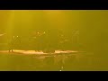 Mando Diao - You don’t understand me