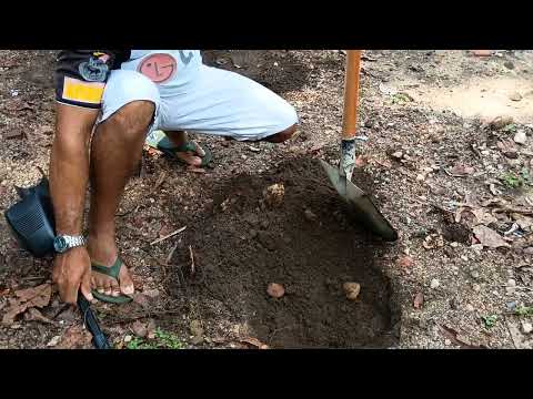Procura botija em Bela Cruz Ceará 