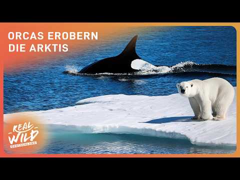 Polar bear vs. orca: The battle for the Arctic begins!