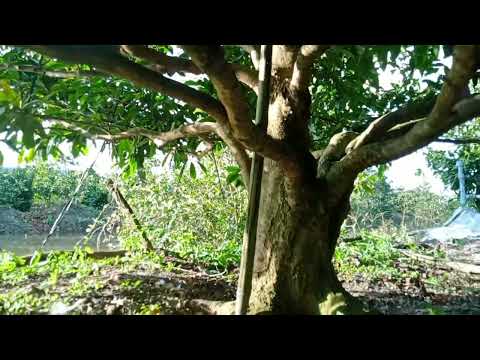 giao lưu với cô chú a chị cây mai vàng lùn lực búp măng giá rẻ chi tiết LH 0345700879