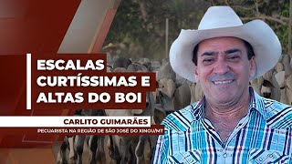 MERCADO DO BOI GORDO