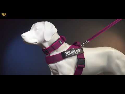 Julius-K9 IDC Riemtuigen