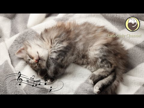 Relaxing Music for Cats (with cat purring sounds) - Peaceful Harp Music