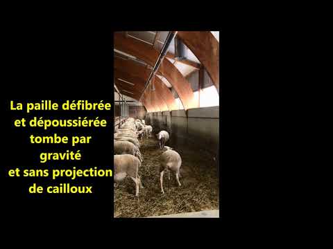 Pailleuse automatique en brebis laitières