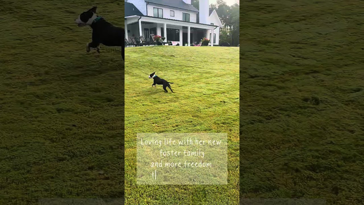 Enlarge Rosie, a Adoptable mixed breed in Mooresville, NC video 5/5