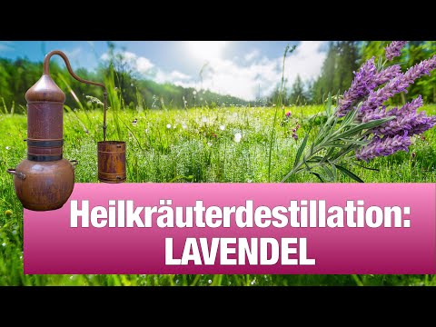 🌿 Heilkräuterdestillation: wie wir Lavendel destillieren 🌿