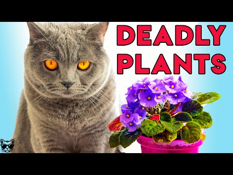 TOXIC Plants for Cats That Are DEADLY