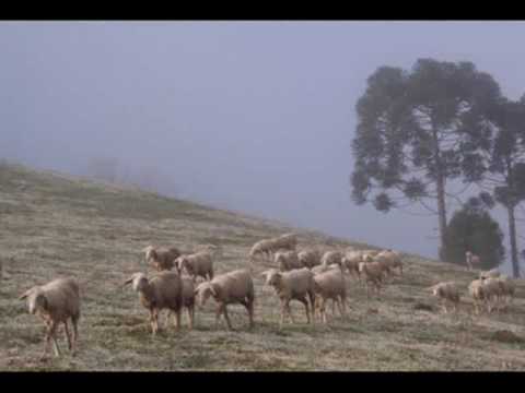 Paco Bandeira   João Saramago