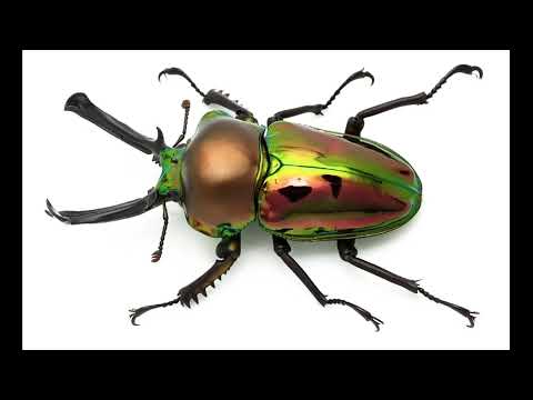 Phalacrognathus muelleri