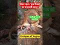 Prolapse Of Vagina In Cow Treatment Of Prolapse Viral Ytshorts Viralshorts Prolapse Vet Cow