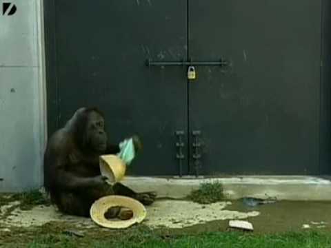 The Orangutan Maid