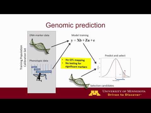 Genomics-Assisted Breeding Overview - Aaron Lorenz