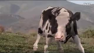 Download lagu Sapi berantem sama orang mp3