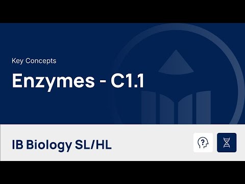 Enzymes [IB Biology SL/HL]