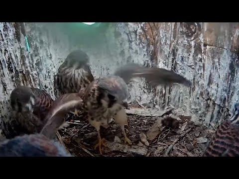 American Kestrel Chick Has A Flap Fest In The Nest Box – June 10, 2025