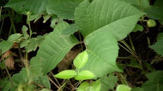 Mayo Clinic Minute: How to treat poison ivy rash