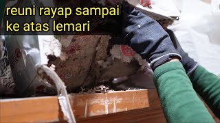 rayap reuni di rumah kita! berikut cara mencegahnya