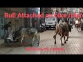 Bull Attack On Bike Rider On People Attack