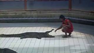 preview picture of video 'Man kiss the crocodile Safari Park Kanchana Buri Thailand= PhiCan TV'