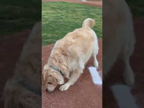 #dog #goldenretriever #gold #playwithanimals #walking #spring #sportspark #sportsground #love #puppy