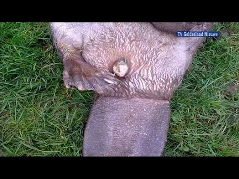 GLD Nieuws 10 september 2011 - Nieuws