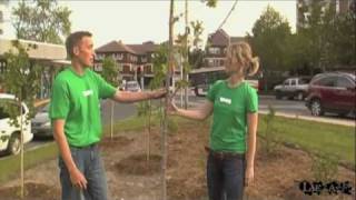 How to Stake Your Tree
