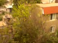 Весна пришла - коты прилетели 