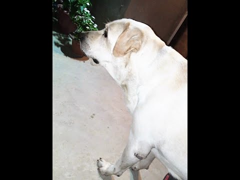 the charli, great dog