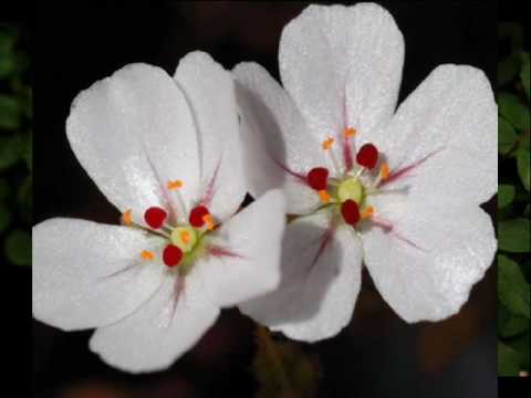 Leontyne Price & Tatiana Troyanos - W.A. Mozart "Cosi Fan Tutte" "Prenderò quel brunettino"