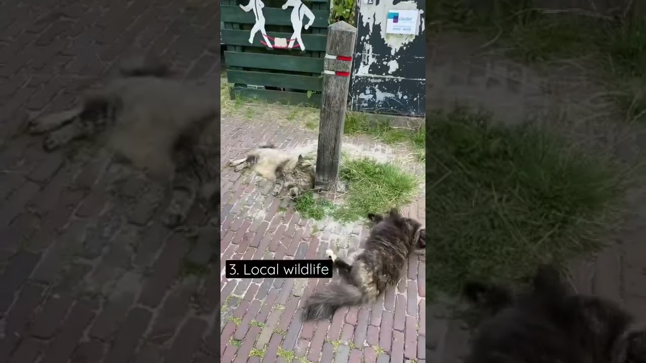 YouTube Short thumbnail