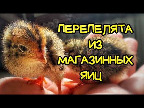 , title : 'ПЕРЕПЕЛА из магазинных яиц. ЭКСПЕРИМЕНТ! 🐥🐣Птенцы Цыпа и Наггетс'