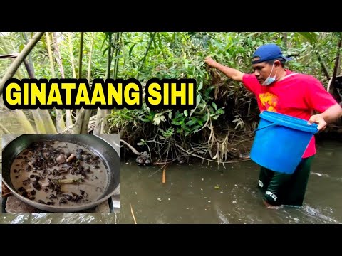 Sihi Catch and Cook | Ginataang Sihi | Buhay Probinsya |