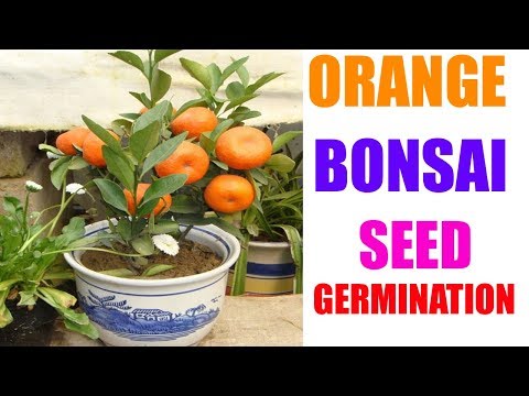 How to grow orange bonsai tree from seeds